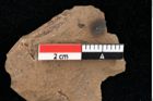 Foto (Detailansicht) von Callitris cyclosperma Ettingshausen (NHMW-GEO-2024-0188-0146)